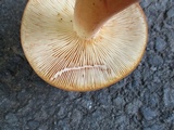 Lactarius volemus image