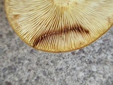 Lactarius volemus image