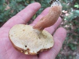 Xanthoconium affine image