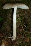 Amanita sect. Vaginatae image