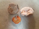 Lactarius salmoneus image