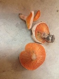 Lactarius salmoneus image