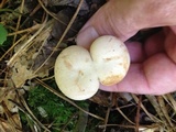 Lactarius subplinthogalus image