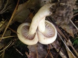 Lactarius subplinthogalus image