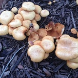 Gymnopilus aeruginosus image