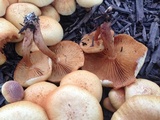 Gymnopilus aeruginosus image