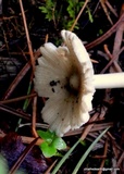 Amanita sect. Vaginatae image