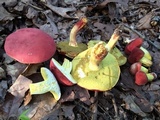 Boletus roodyi image