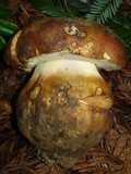 Boletus regineus image