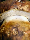 Boletus regineus image