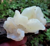 Ductifera pululahuana image