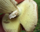 Boletus pallidus image