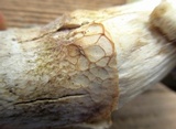 Boletus pallidus image
