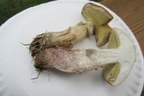 Boletus pallidus image