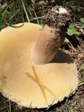 Boletus variipes image