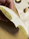 Boletus variipes image