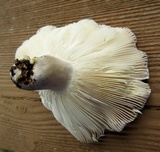Russula modesta image