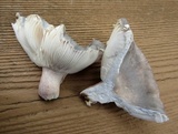 Russula modesta image