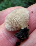 Crepidotus applanatus image