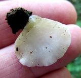 Crepidotus applanatus image