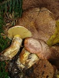 Suillus lakei image
