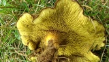 Boletinellus merulioides image