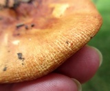 Russula mutabilis image