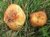 Russula mutabilis image