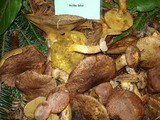 Suillus lakei image