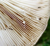 Lactarius psammicola image