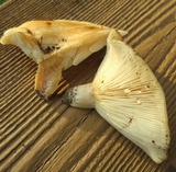 Lactarius psammicola image