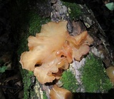 Auricularia angiospermarum image