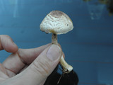 Agaricus semotus image