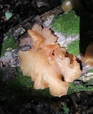 Auricularia angiospermarum image