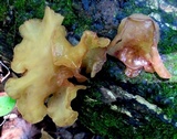 Auricularia angiospermarum image