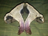 Caloboletus inedulis image