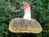 Caloboletus inedulis image