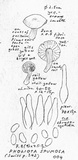 Pholiota spumosa image