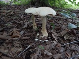 Amanita daucipes image