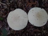 Amanita daucipes image
