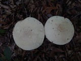 Amanita daucipes image