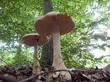 Amanita daucipes image