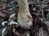 Amanita daucipes image