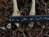 Amanita daucipes image