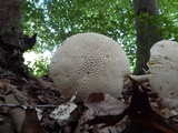 Amanita daucipes image