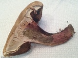 Caloboletus inedulis image