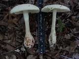 Amanita daucipes image