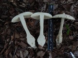Amanita daucipes image