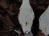 Amanita daucipes image