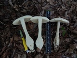 Amanita daucipes image